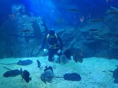 -烟台海昌鲸鲨海洋公园