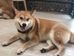 -柴犬高等学院·狗咖·柴犬售卖·宠物训练