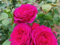 -国家植物园南园