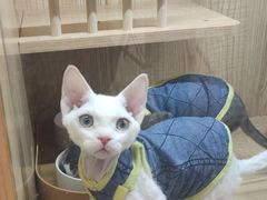 -山宅一喵德文卷毛猫舍