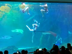 -海合安成都极地海洋公园