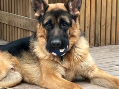 -趣多多宠物公园·宠物训犬学校·宠物寄养