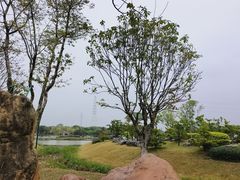 -王借岗森林公园