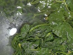 -庆岭迎宾园正宗活鱼馆