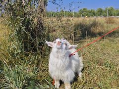 -敕勒川草原文化旅游区
