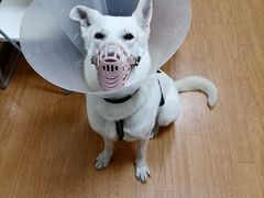 -北京观赏动物医院·24小时大型综合·猫专科·异宠专科
