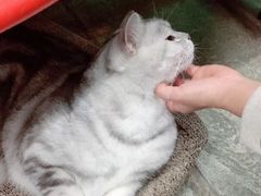 -猫咪博物馆(顶澳仔猫街店)