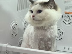 -车接车送·寄养洗护·德文猫舍(大宁店)