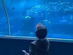 -北戴河圣蓝海洋公园