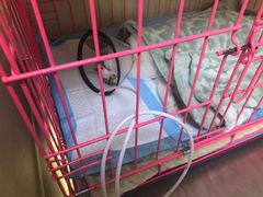 -喜多萌中农锦绣动物医院24H·猫科·牙科MRI·CT
