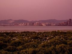-盐洲岛