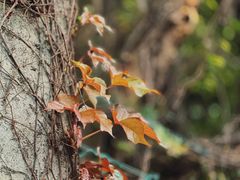-广州市番禺中心医院(主院区)