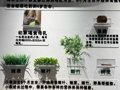 -野象谷景区