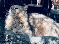 -喵屿·大理花园猫咖