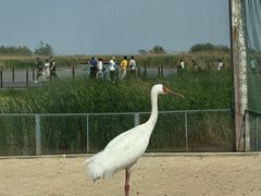 -盐城丹顶鹤湿地生态旅游区
