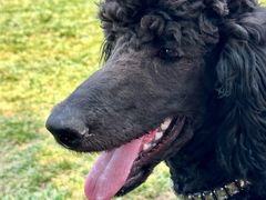 -爪吧宠物乐园 (温榆河示范区店)