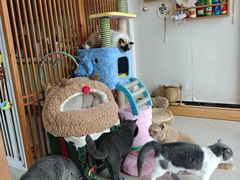 -Catmate·猫肥家润(金润铂宫店)