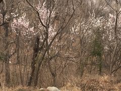 -北京鹫峰国家森林公园