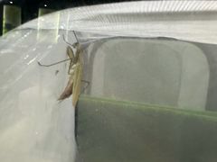 -上海昆虫博物馆