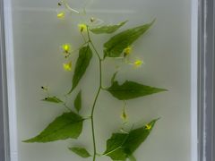 -广州神农草堂中医药博物馆