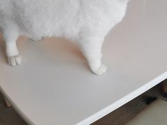 -泰国佛·塔罗·泰牌狐仙古曼