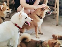-柴犬高等学院·狗咖·柴犬售卖·宠物训练