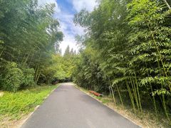 -东平国家森林公园