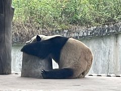 -中国大熊猫保护研究中心雅安碧峰峡基地
