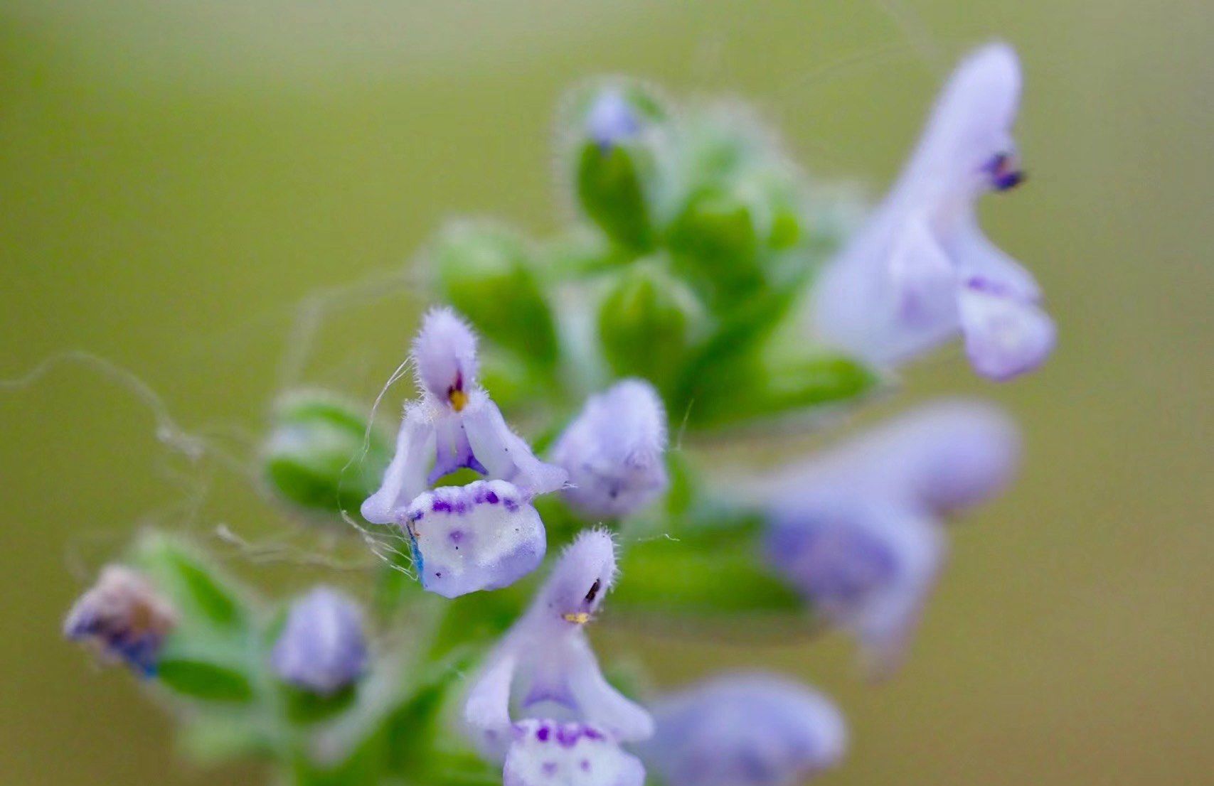 荔枝草,唇形科,鼠尾草属.一年生或二年生