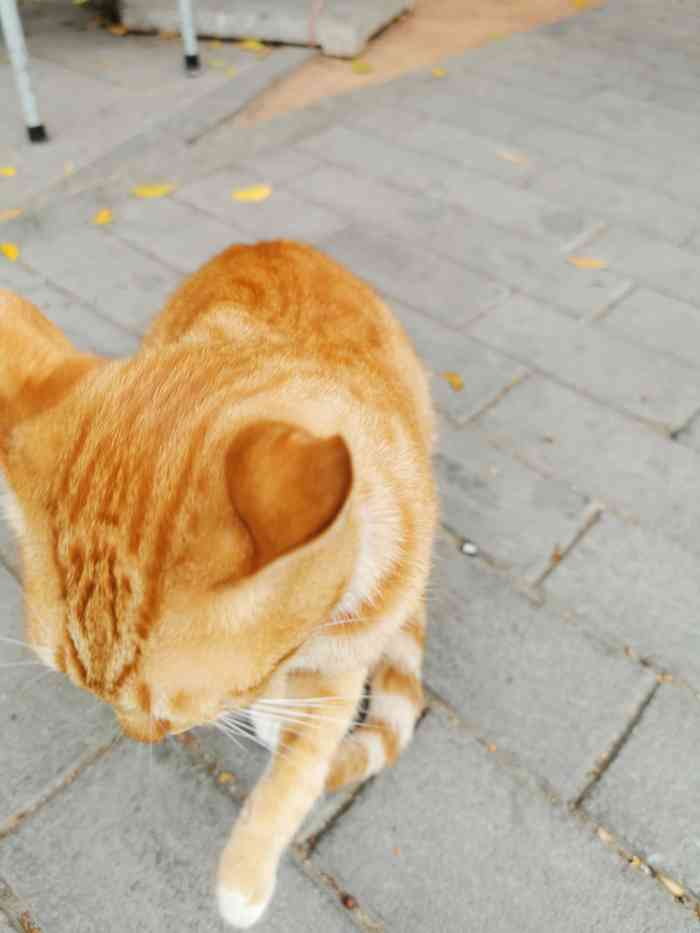 亮亮猫舍-"这是一次意外的邂逅,本来已经看上了另外一.