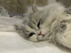-美联众合动物医院·24h转诊中心