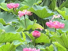 -沐仙湖湿地公园