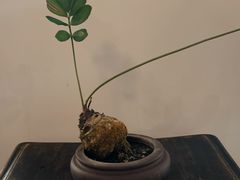 -侘寂甜品(自取店)