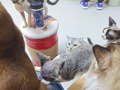 -上海大自然野生昆虫馆(东方明珠·爬宠昆虫探索中心)