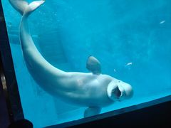 -海合安成都极地海洋公园