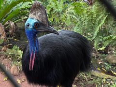 -热带雨林自然公园