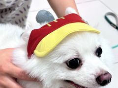 -安安宠医宠物医院·异宠·犬猫内科(岳阳分院)