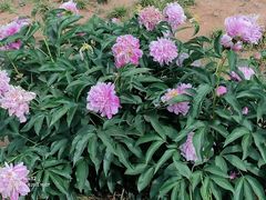 -洛阳市隋唐城遗址植物园