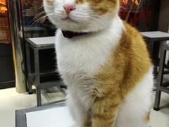 店内可爱猫猫-好面道大肠面(中华路店)