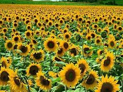-保利石象湖景区