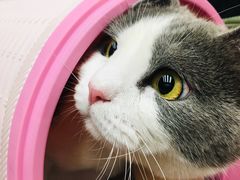 -纳吉亚猫专科动物诊疗中心(蒋宅口分院)