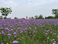 -同里国家湿地公园