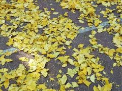 iphone_upload_pic-中央音乐学院附属中等音乐学校