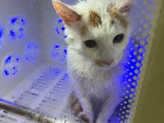 -PETKIT小佩宠物·低压洗护(国顺东路店)