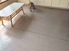 -凯瑞希宠物医院·狂犬免疫·微创·皮肤科
