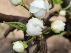 -天津东丽湖风景区