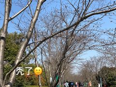 -叶子与茶(苏宁广场店)