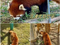 -灵玲国际马戏城