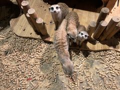-绿色星球动物主题公园