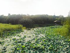 -同里国家湿地公园